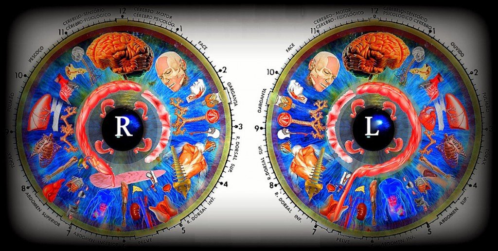 Iridologie cours gratuit - Guide complet pour débutants avec carte d'iris professionnelle