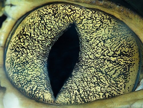 Iridologie Avis 1 iridologie avis observation iris