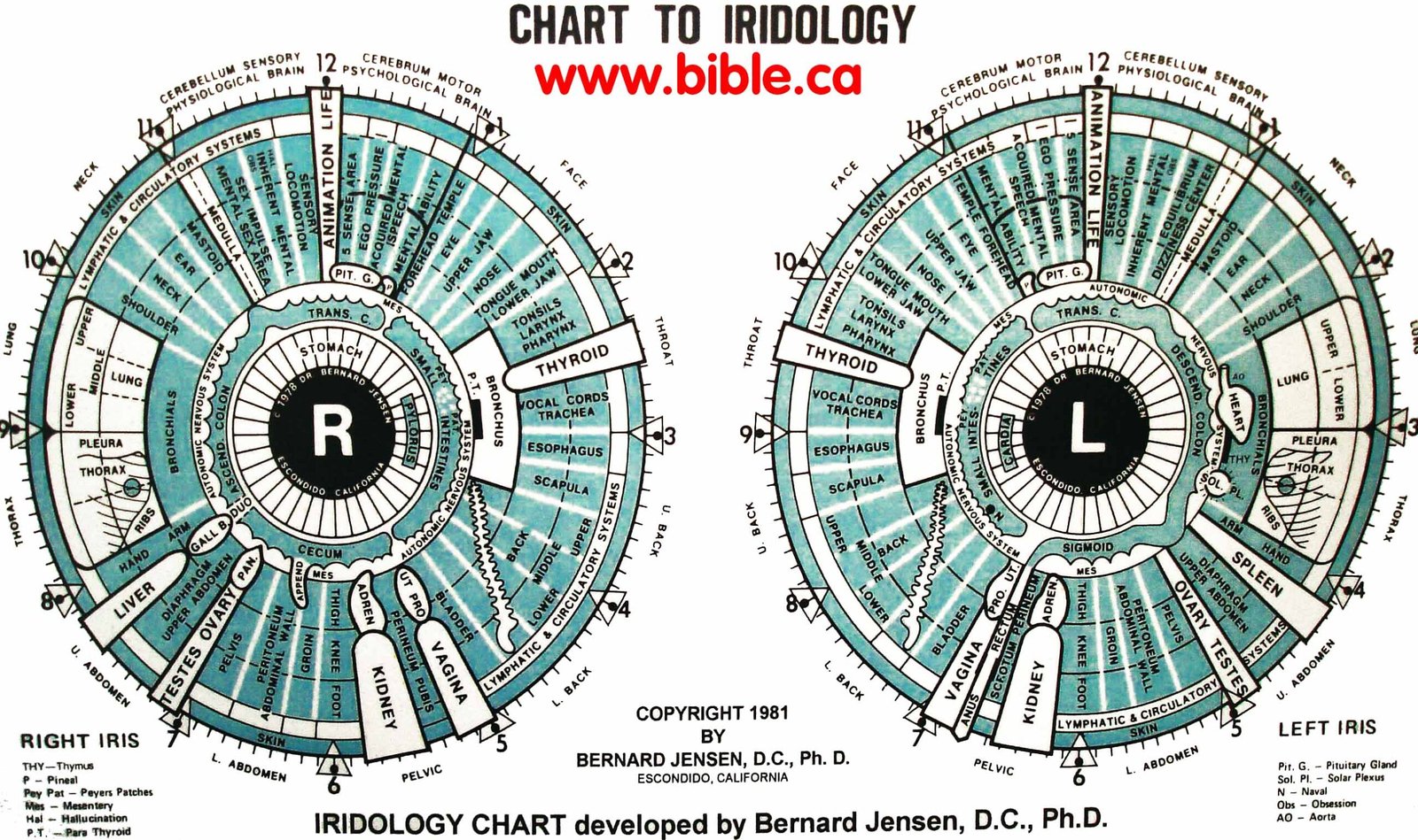 Carte Iridologie Jensen