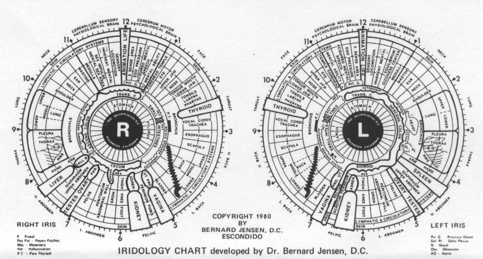 Carte Iridologie Jensen