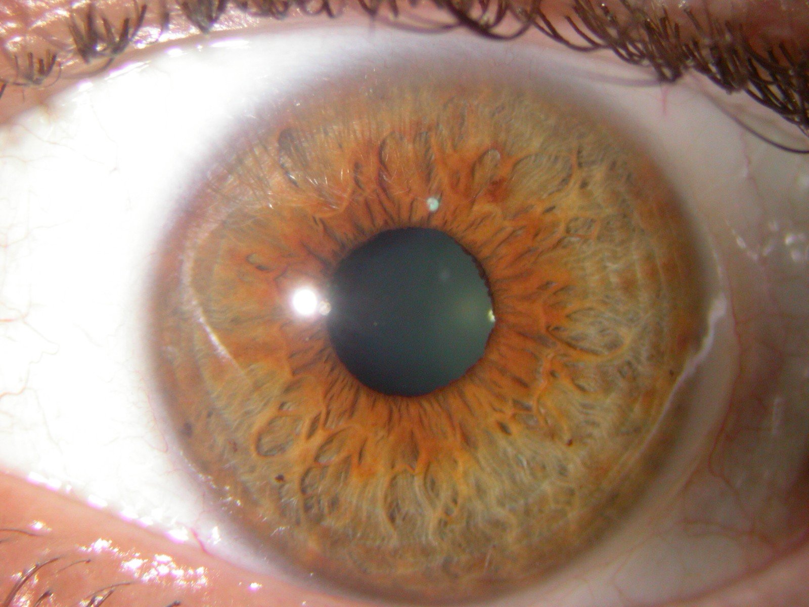 Gros plan d'un iris humain capturé avec une macro lens iridologyGros plan d'un iris humain capturé avec une macro lens iridology