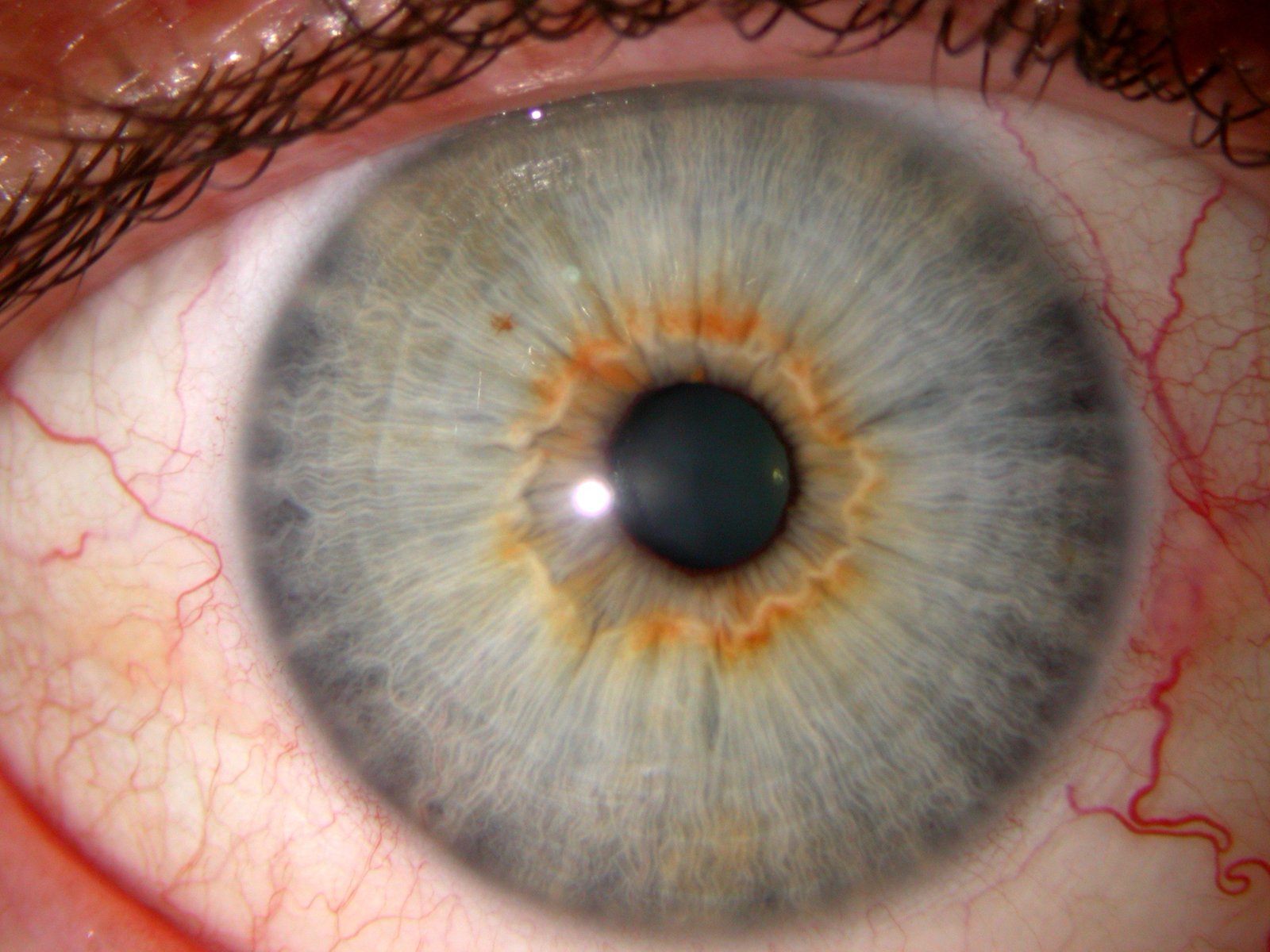 Gros plan d'un iris humain capturé avec une macro lens iridology