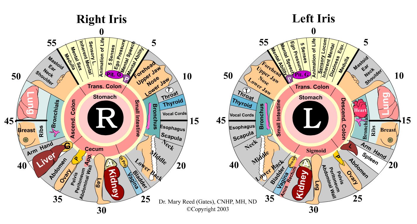 Iris Oeil Vert 20 Carte Iridologie