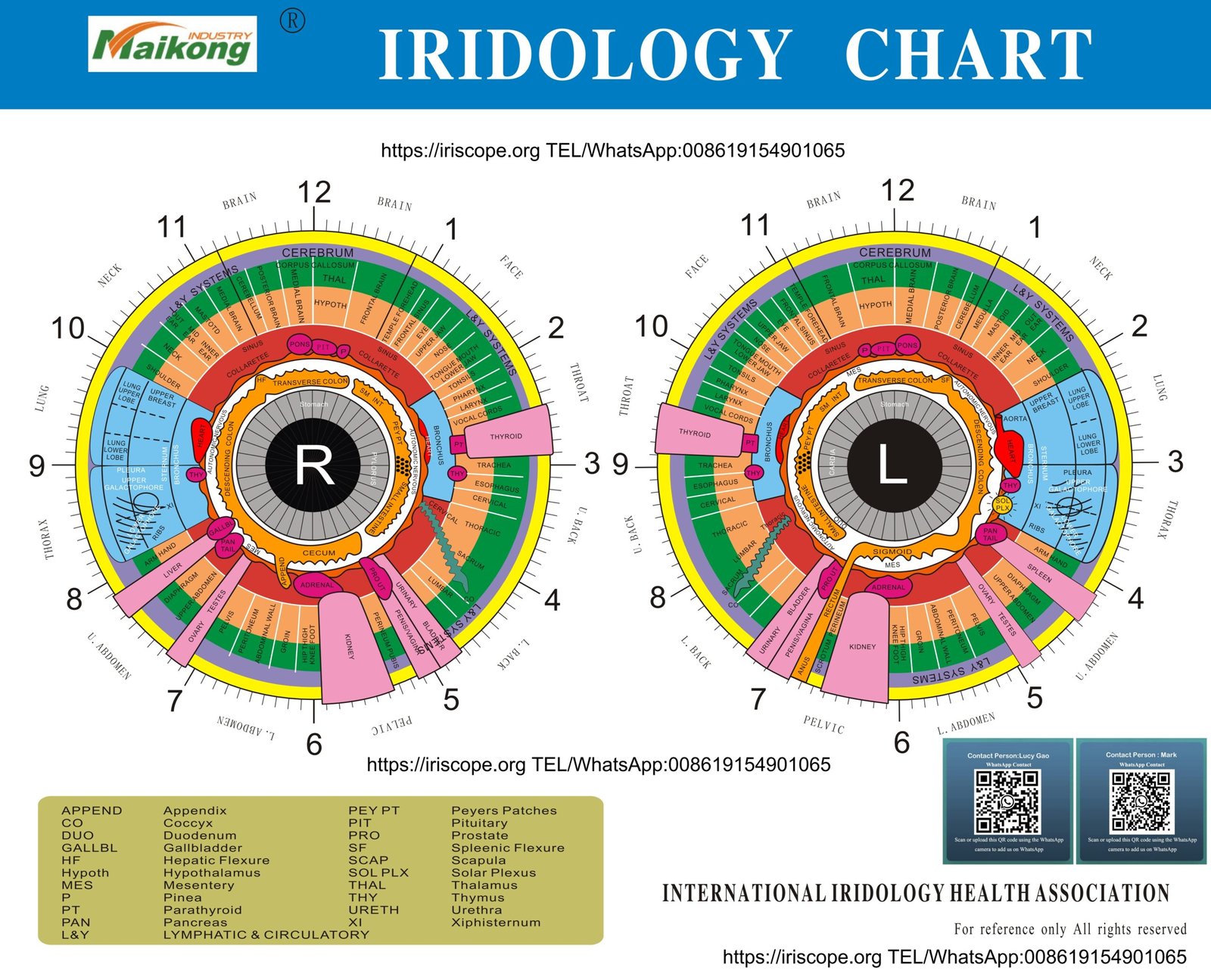 iridologie cartographie