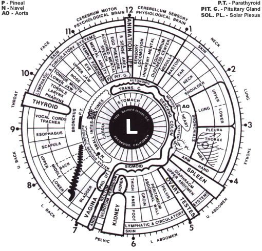 Iridology Chart Left Eye
