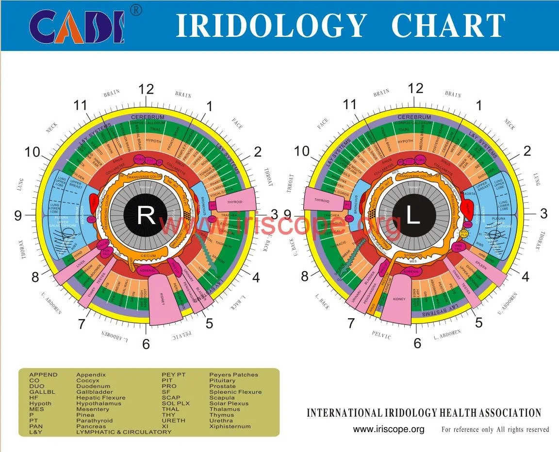 Ce que doivent savoir les grossistes en France avant de référencer un iridologue — Iridology chart right eye  (3).JPG