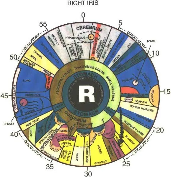 Iridoscope pour naturopathe: quel appareil choisir et comment l’intégrer à votre pratique en France — Iridology chart right eye  (9).jpg