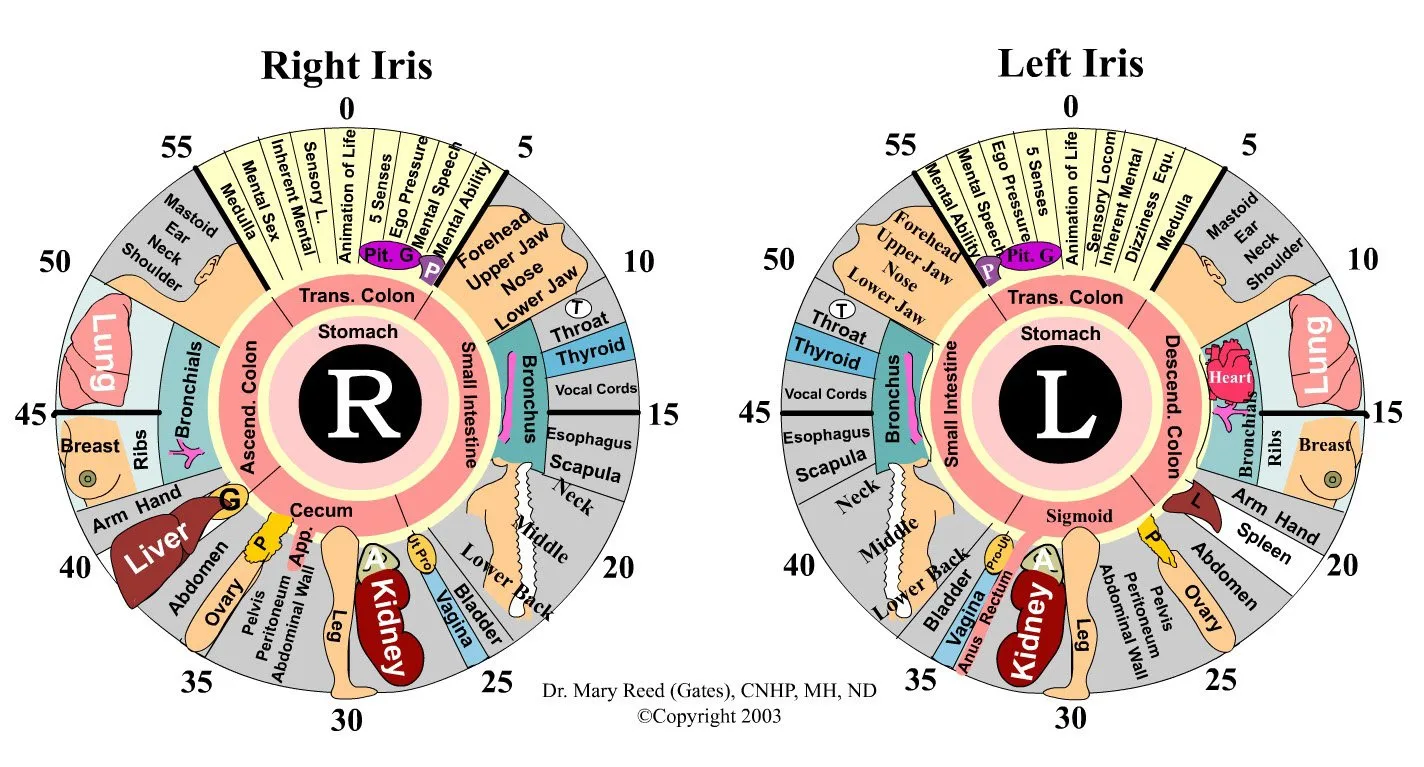 Iridoscope pour naturopathe: quel appareil choisir et comment l’intégrer à votre pratique en France — Iridology Chart Left Eye (6).jpg