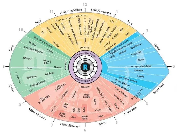 Iridoscope pour naturopathe: quel appareil choisir et comment l’intégrer à votre pratique en France — Iridology chart right eye  (5).jpg