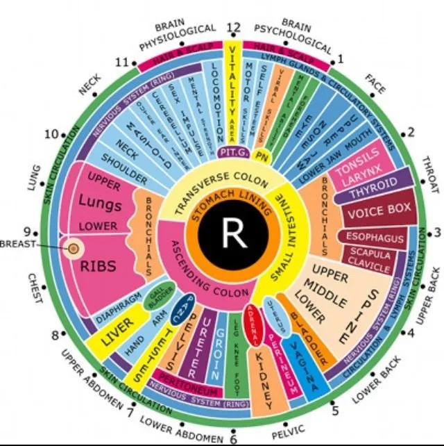 Iridoscope pour naturopathe: quel appareil choisir et comment l’intégrer à votre pratique en France — Iridology chart right eye  (10).jpg