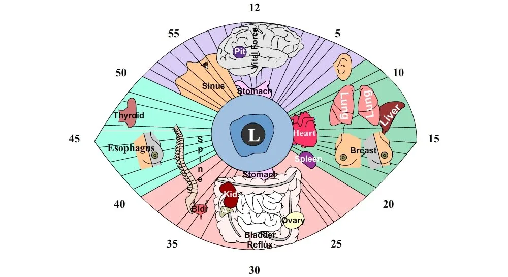 Iridoscope pour naturopathe: quel appareil choisir et comment l’intégrer à votre pratique en France — Iridology Chart Left Eye (2).jpg