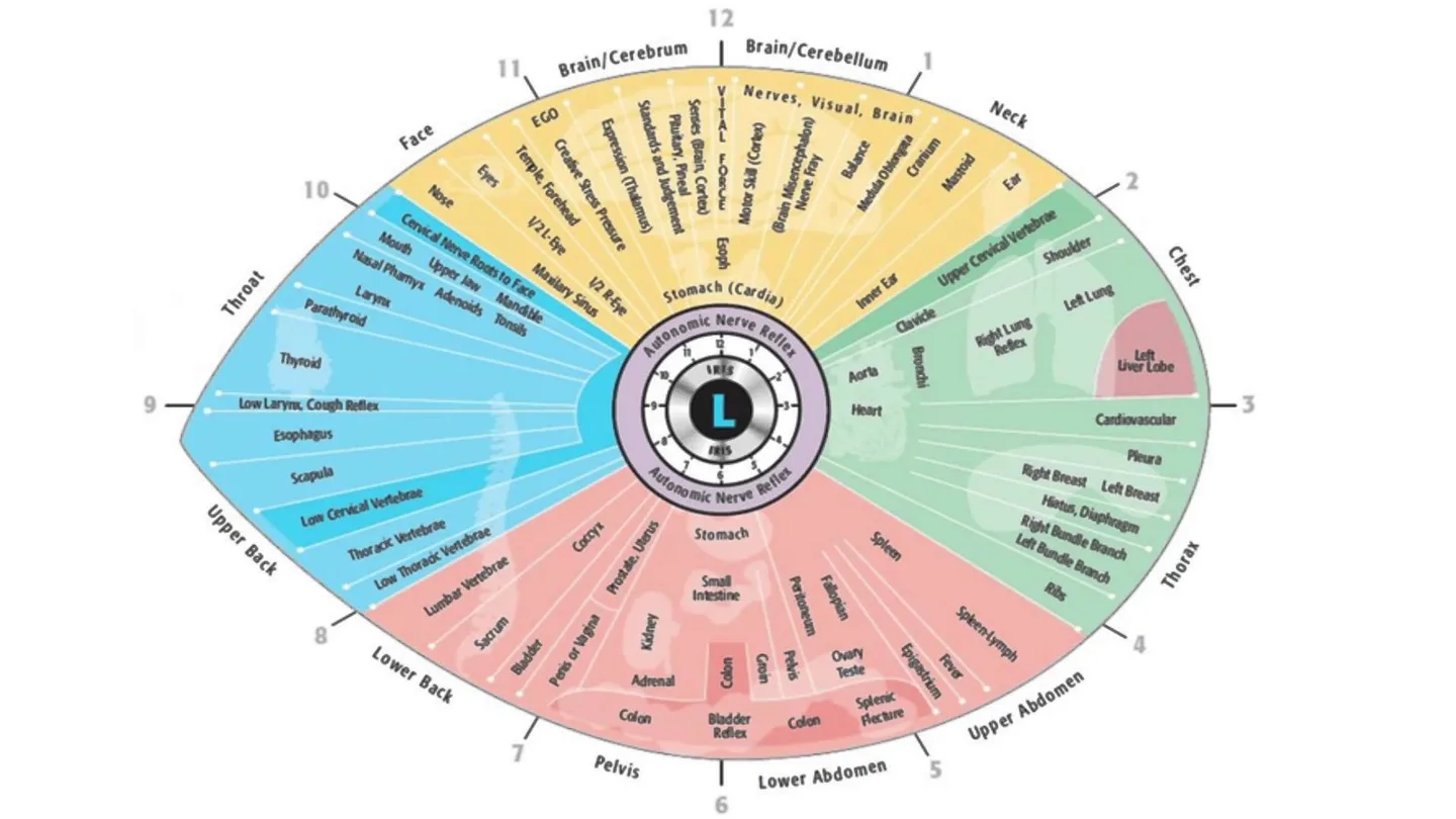Iridoscope pour naturopathe: quel appareil choisir et comment l’intégrer à votre pratique en France — Iridology Chart Left Eye (3).jpg