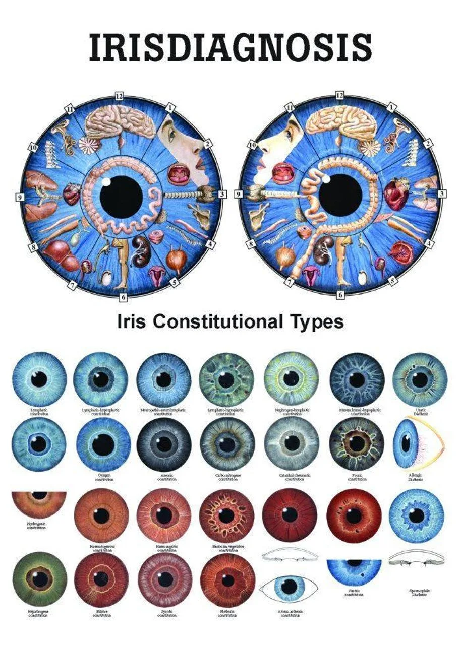 Iridoscope pour naturopathe: quel appareil choisir et comment l’intégrer à votre pratique en France — rudiger-anatomie-iridology-laminated-chart__66471.jpg