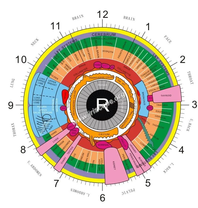 Iridoscope pour naturopathe: quel appareil choisir et comment l’intégrer à votre pratique en France — Iridology chart right eye  (8).jpg