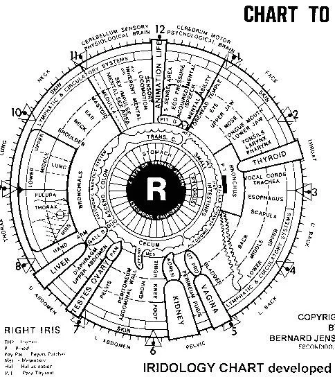 Iridoscope pour naturopathe: quel appareil choisir et comment l’intégrer à votre pratique en France — Iridology chart right eye  (1).JPG