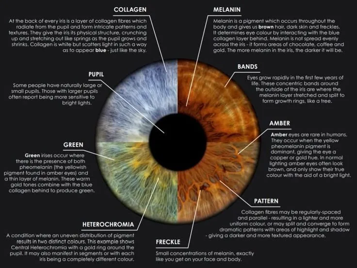 Iridoscope pour naturopathe: quel appareil choisir et comment l’intégrer à votre pratique en France — Observación de Cambios de Color y Etapas de Salud en Iridología.jpg