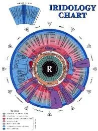 Iridoscope pour naturopathe: quel appareil choisir et comment l’intégrer à votre pratique en France — Iridology chart right eye  (11).jpg