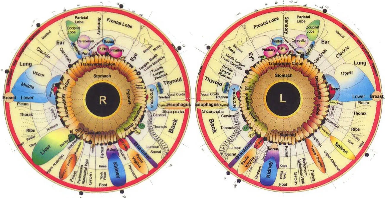 Iridoscope pour naturopathe: quel appareil choisir et comment l’intégrer à votre pratique en France — Iridology Chart Left Eye (5).jpg