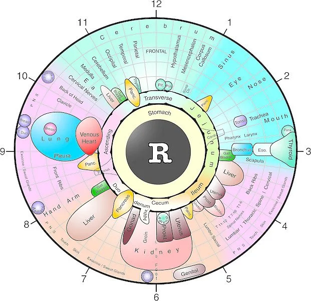 Iridoscope pour naturopathe: quel appareil choisir et comment l’intégrer à votre pratique en France — Iridology chart right eye  (4).jpg