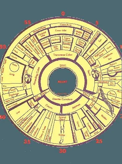 Iridoscope pour naturopathe: quel appareil choisir et comment l’intégrer à votre pratique en France — Iridology chart right eye  (2).JPG