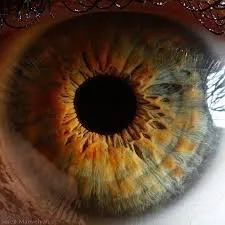 Appareil photo pour iris: guide pratique pour revendeurs en France — Iridología (7).jpg
