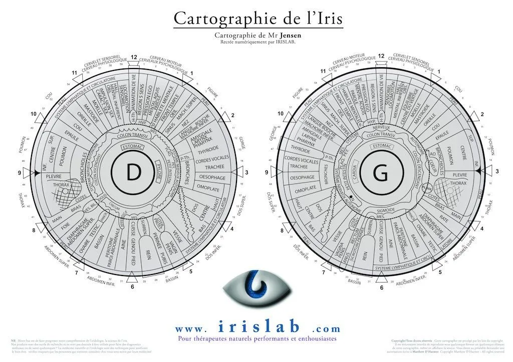 Carte d’iridologie: ce que chaque revendeur professionnel en France doit savoir pour la proposer — iridologia mappa (11).jpg