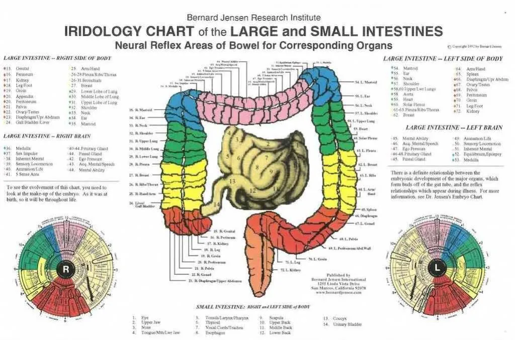 Carte d’iridologie: ce que chaque revendeur professionnel en France doit savoir pour la proposer — iridologia mappa (9).jpg
