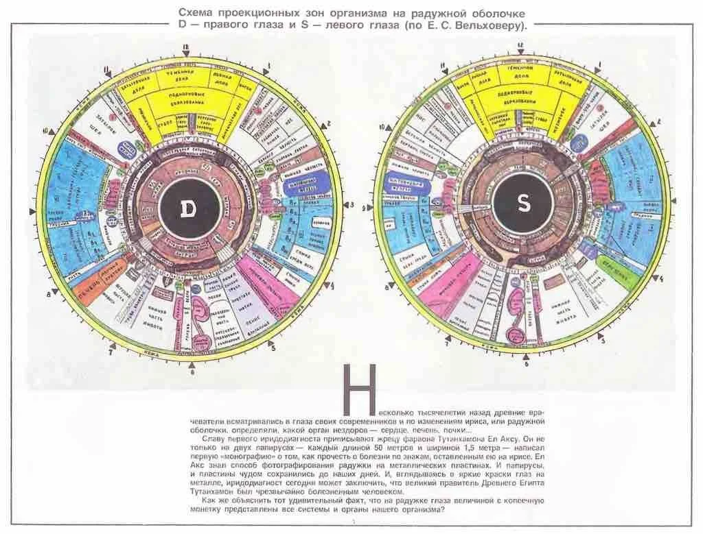 Raffaella Paganessi iridologa: ce que les revendeurs d’équipement d’iridologie en France doivent savoir — iridologia mappa (1).jpg