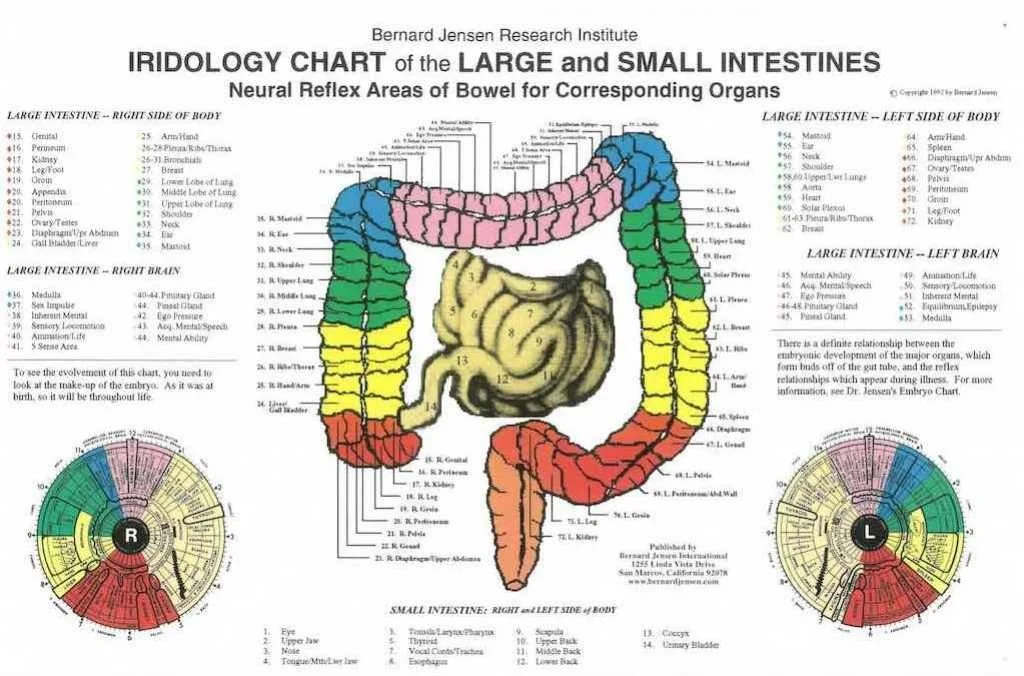 Organiser un atelier d’iridologie en école: configuration pratique et postes optimisés avec du matériel MAIKONG — iridologia mappa (9).jpg